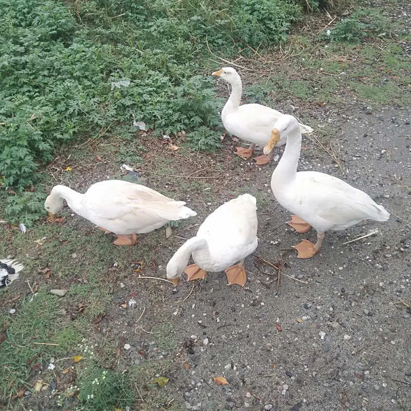 long neck ducks — photo 3