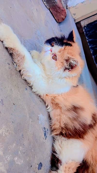 cfa calico kitten
