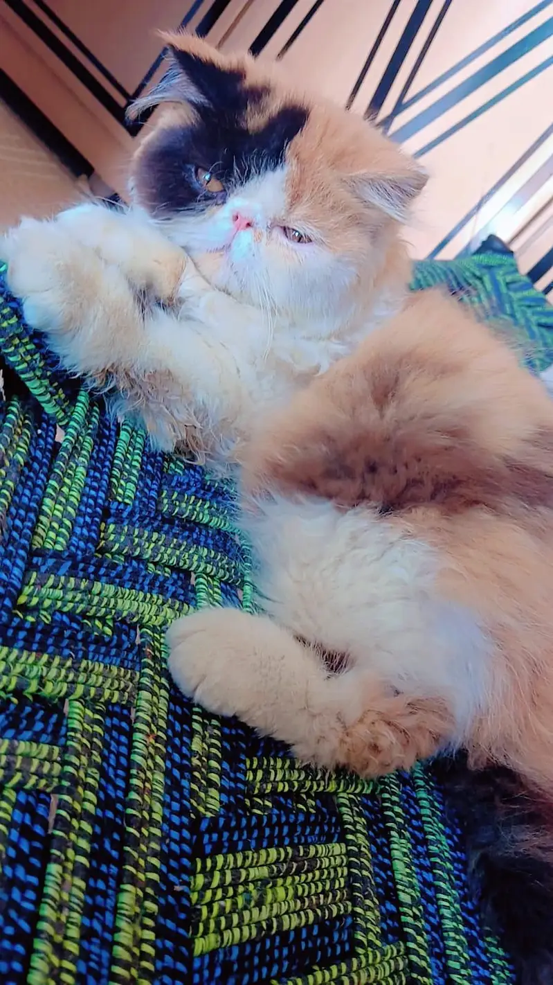 cfa calico kitten — photo 2