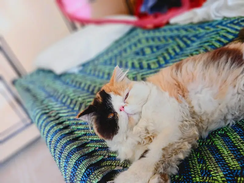 cfa calico kitten — photo 3