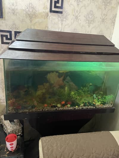 Aquarium with fish and with fish food