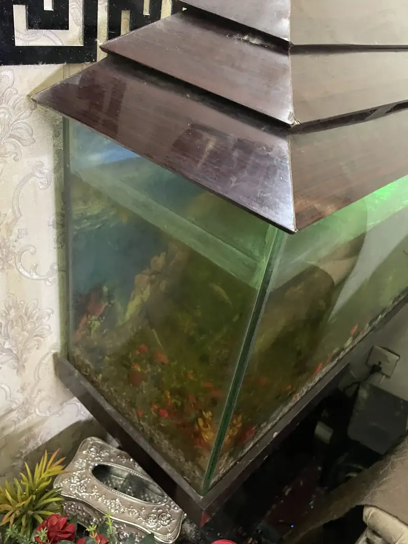 Aquarium with fish and with fish food — photo 3