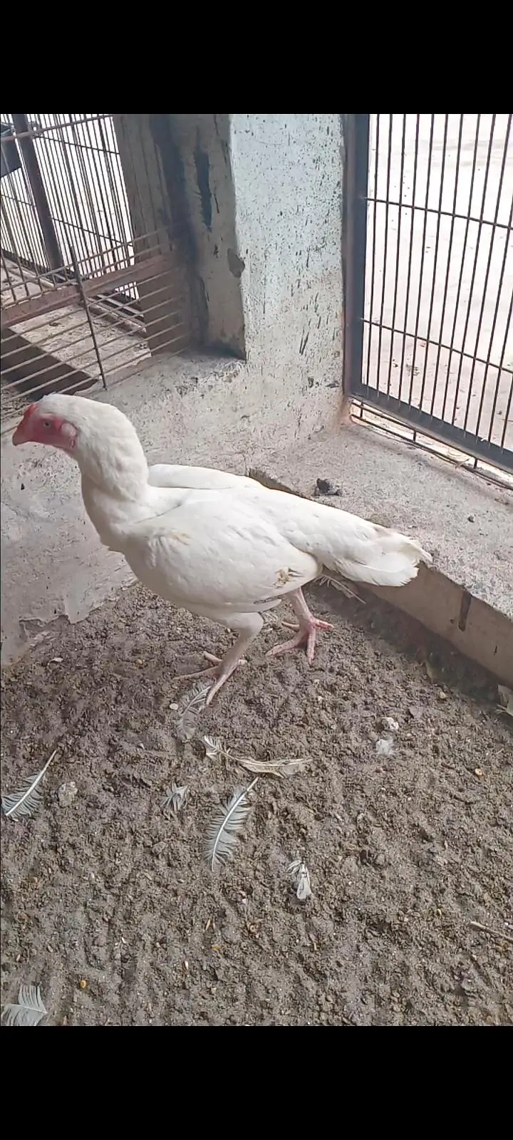 Ayam Cemani 4 month 0326/7678/540 heera aseel feamle 12k — photo 4