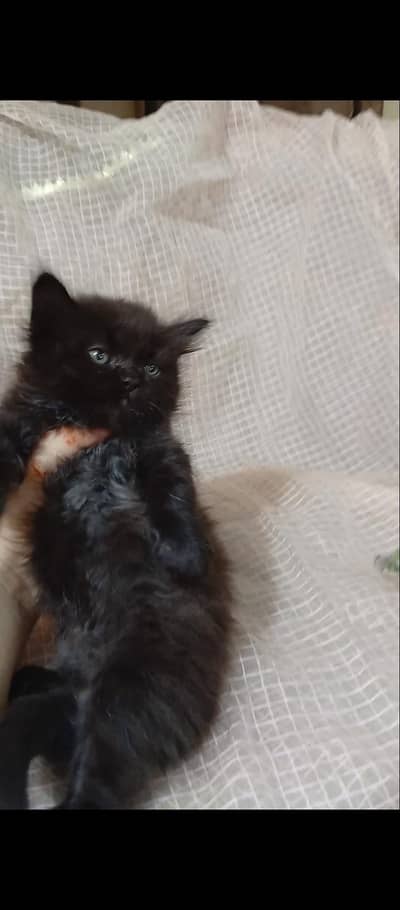 pure Persian pure black male female kitten available for sale