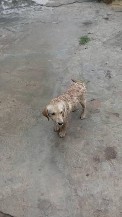 Labrador male puppy