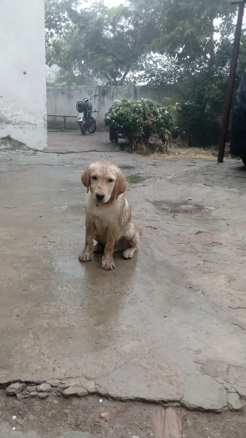 Labrador male puppy — photo 2