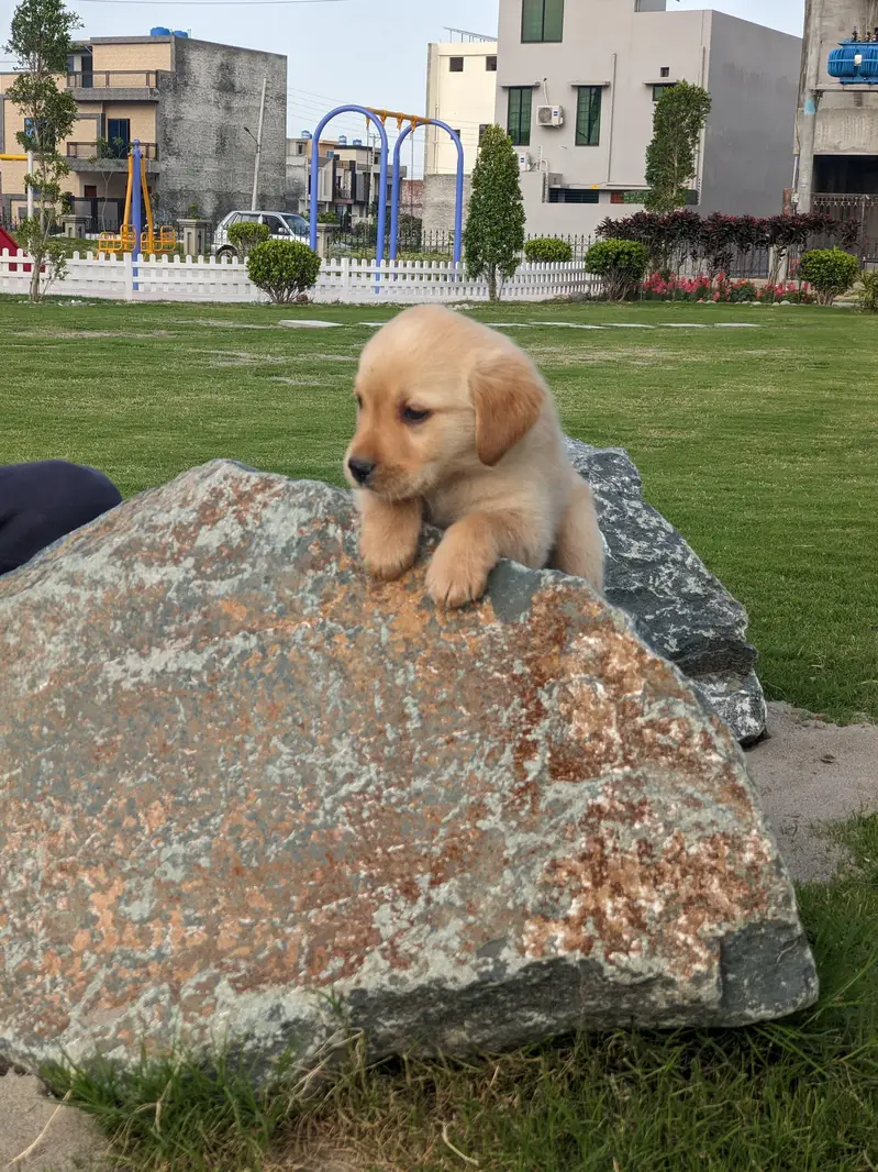 Labrador male puppy — photo 3