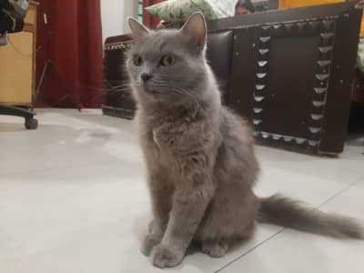 Persian Female | Pregnant Cat