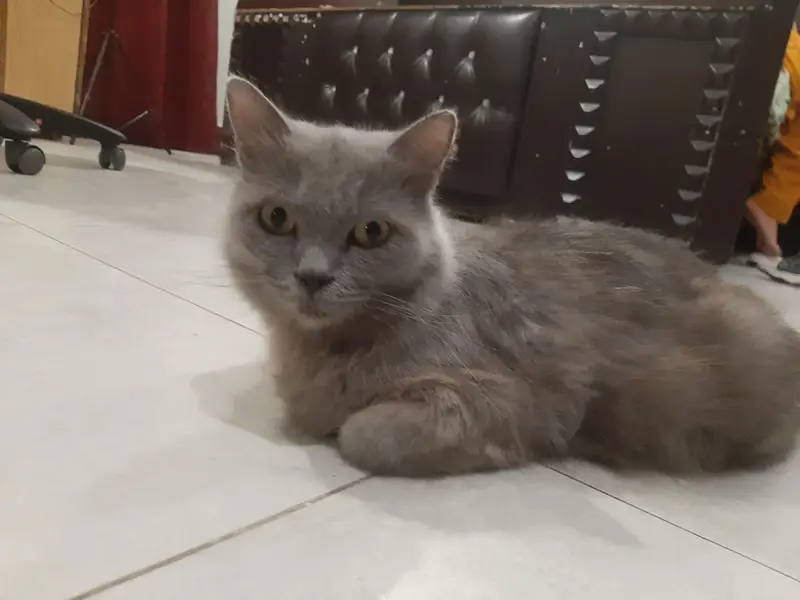 Persian Female | Pregnant Cat — photo 2