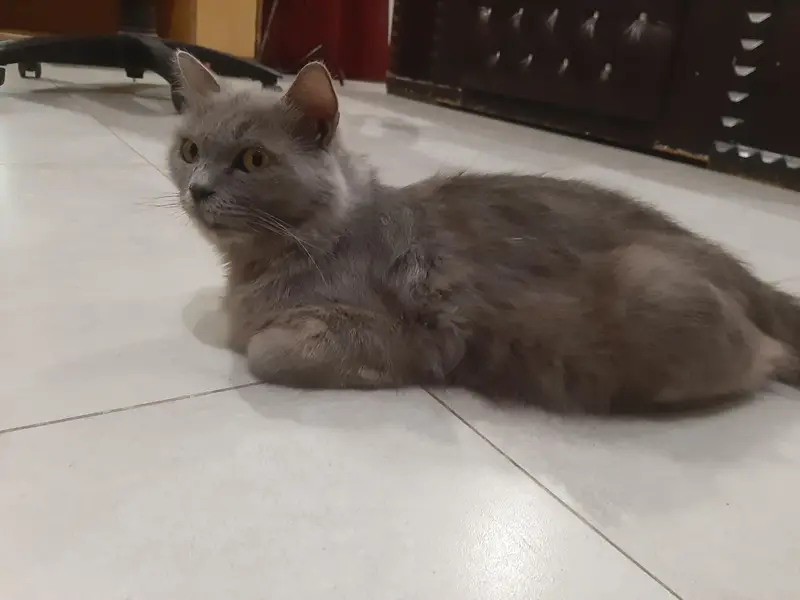 Persian Female | Pregnant Cat — photo 3