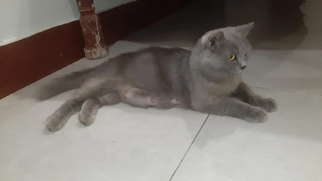 Persian Female | Pregnant Cat — photo 4