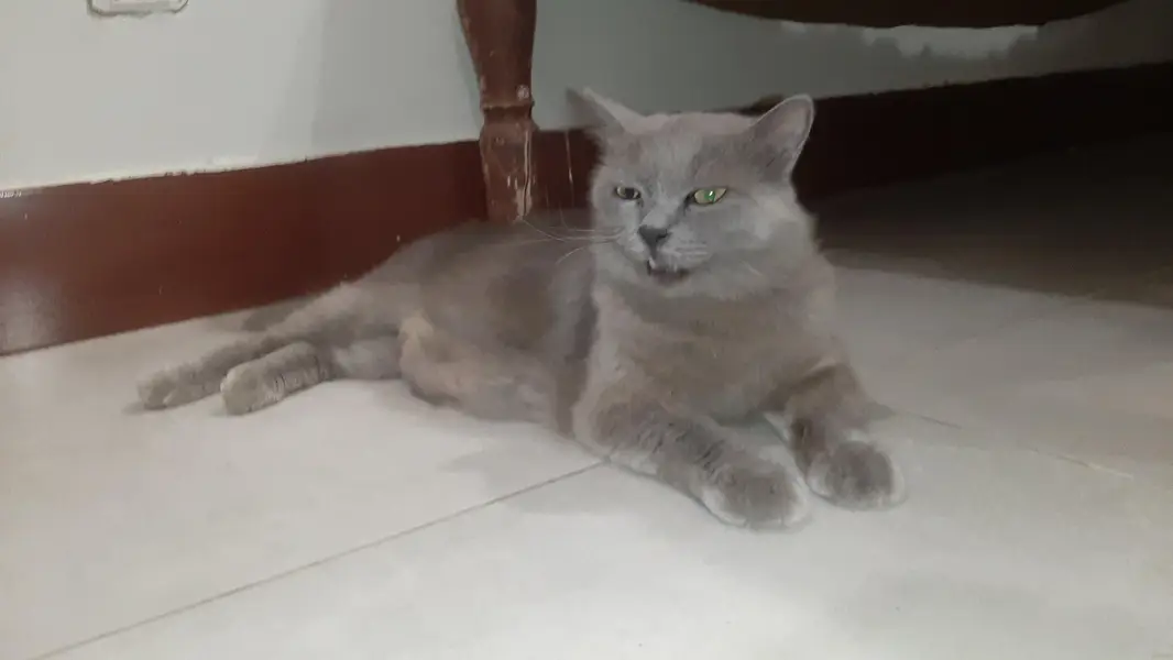 Persian Female | Pregnant Cat — photo 5