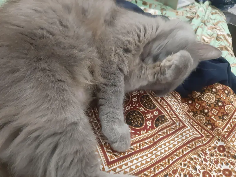 Persian Female | Pregnant Cat — photo 7