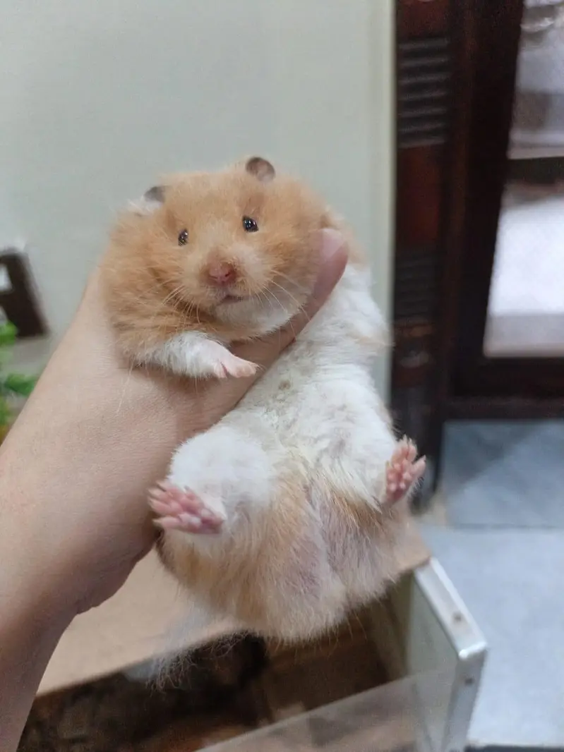 LOANG COAT HEALTHY & CUTE HAMSTERs  FRIENDLY & ACTIVE