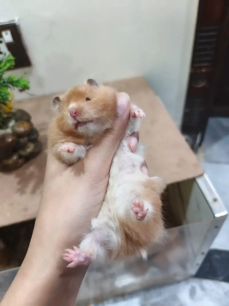 LOANG COAT HEALTHY & CUTE HAMSTERs  FRIENDLY & ACTIVE — photo 2