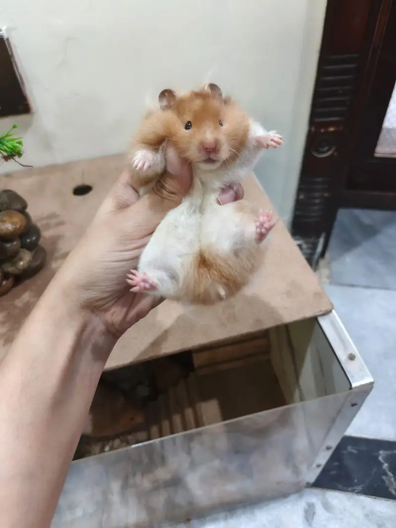 LOANG COAT HEALTHY & CUTE HAMSTERs  FRIENDLY & ACTIVE — photo 3