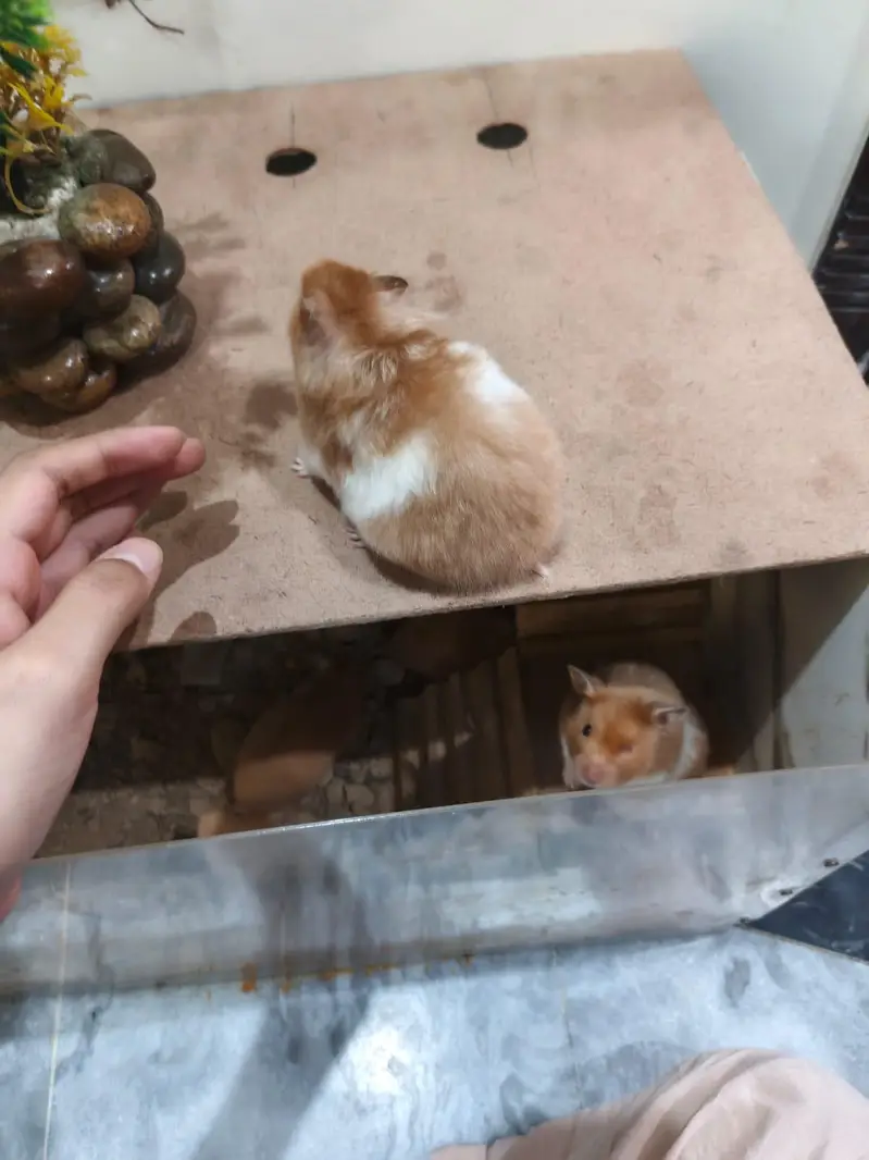 LOANG COAT HEALTHY & CUTE HAMSTERs  FRIENDLY & ACTIVE — photo 4