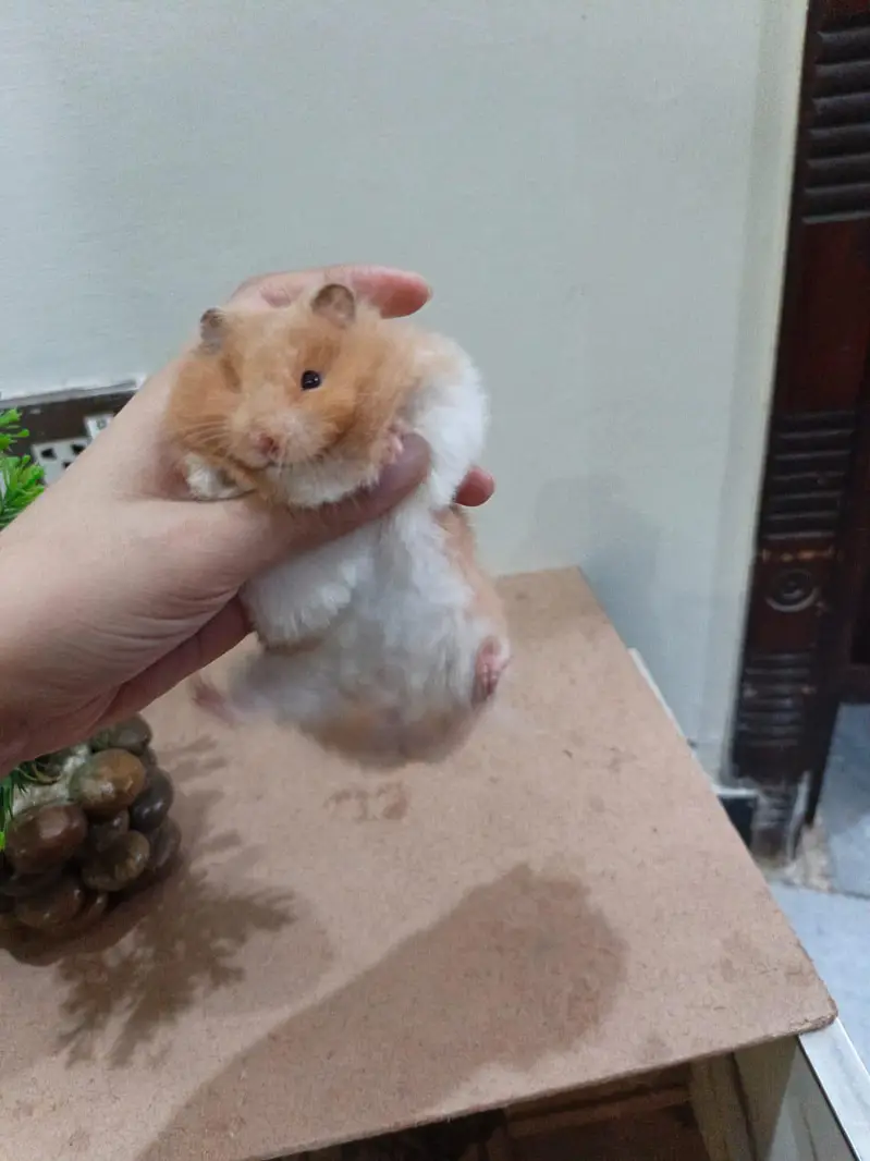 LOANG COAT HEALTHY & CUTE HAMSTERs  FRIENDLY & ACTIVE — photo 5