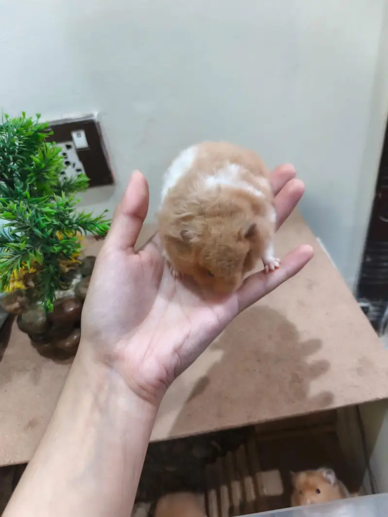 LOANG COAT HEALTHY & CUTE HAMSTERs  FRIENDLY & ACTIVE — photo 6