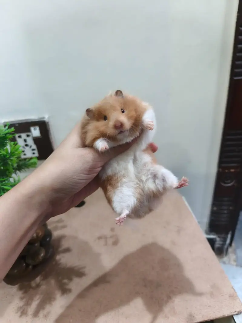LOANG COAT HEALTHY & CUTE HAMSTERs  FRIENDLY & ACTIVE — photo 7
