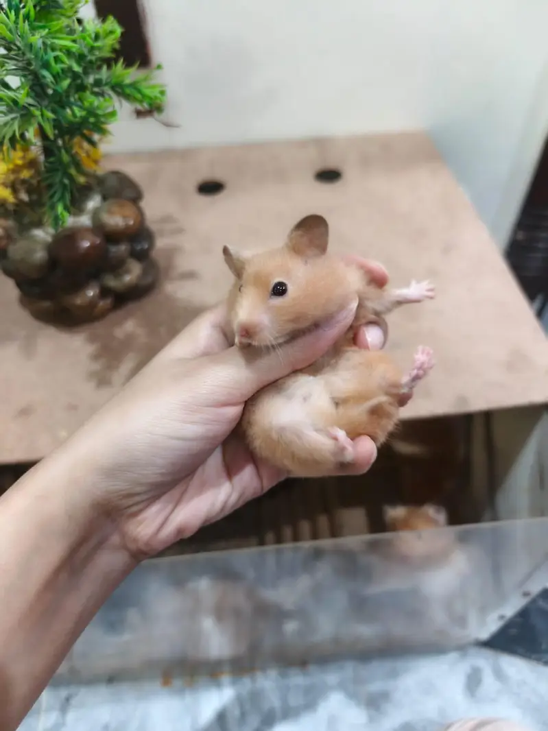 LOANG COAT HEALTHY & CUTE HAMSTERs  FRIENDLY & ACTIVE — photo 8