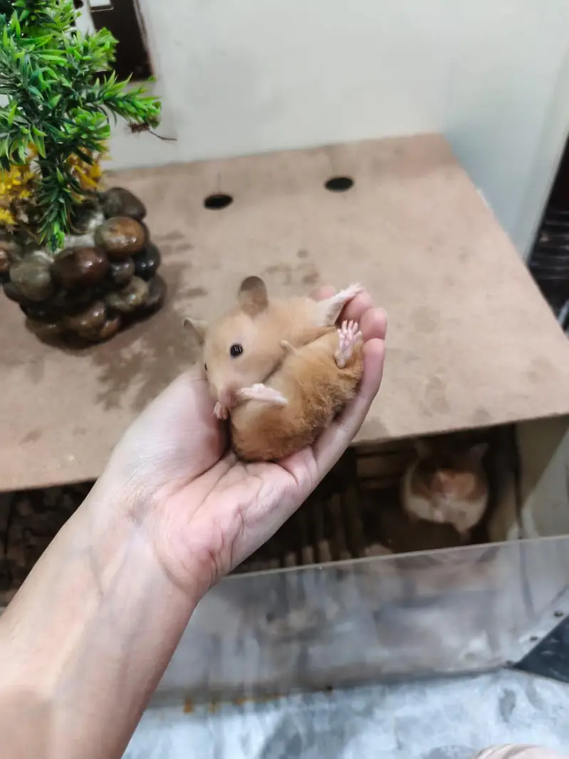 LOANG COAT HEALTHY & CUTE HAMSTERs  FRIENDLY & ACTIVE — photo 9
