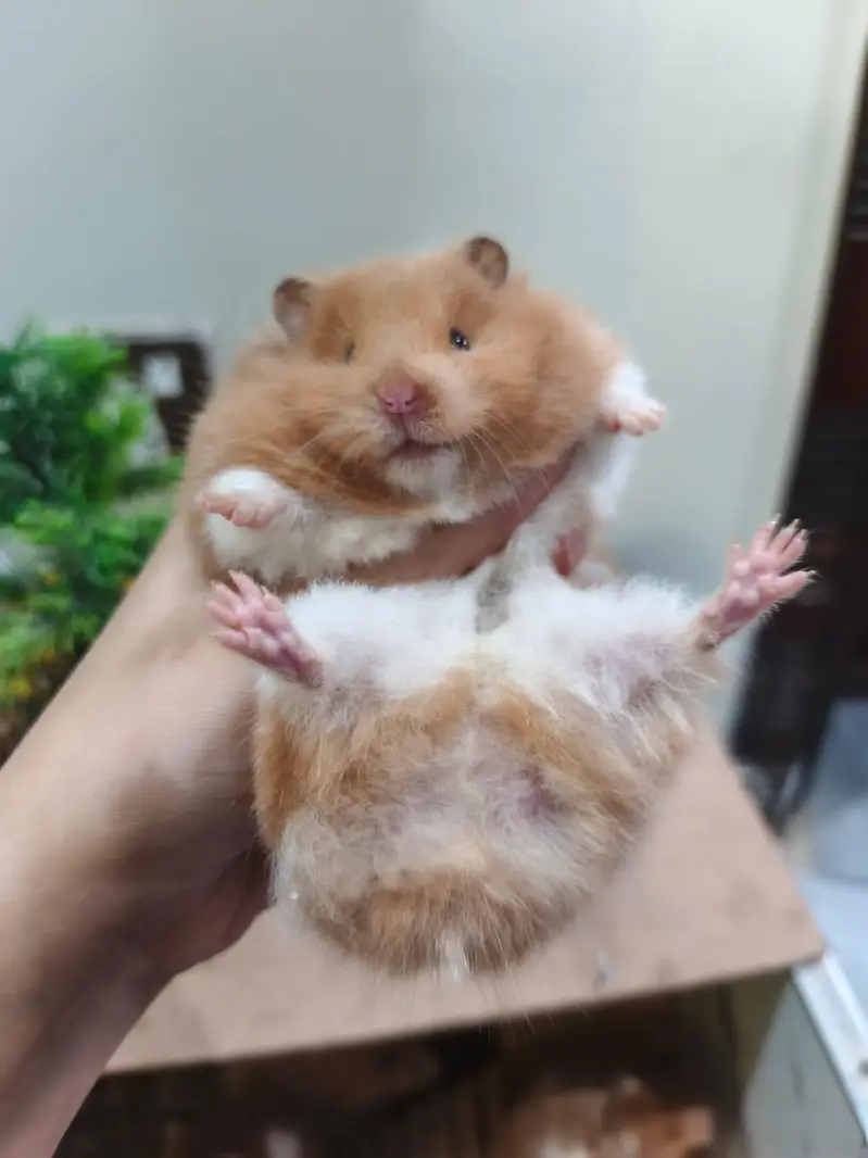 LOANG COAT HEALTHY & CUTE HAMSTERs  FRIENDLY & ACTIVE — photo 10