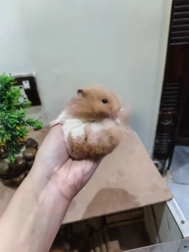 LOANG COAT HEALTHY & CUTE HAMSTERs  FRIENDLY & ACTIVE — photo 11