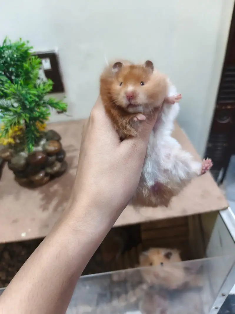 LOANG COAT HEALTHY & CUTE HAMSTERs  FRIENDLY & ACTIVE — photo 12