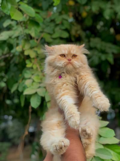cash on delivery Persian kitten cats