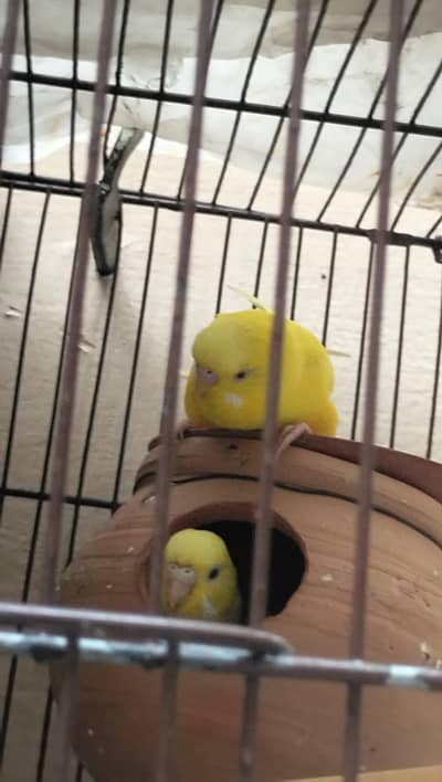 Australian Budgies.