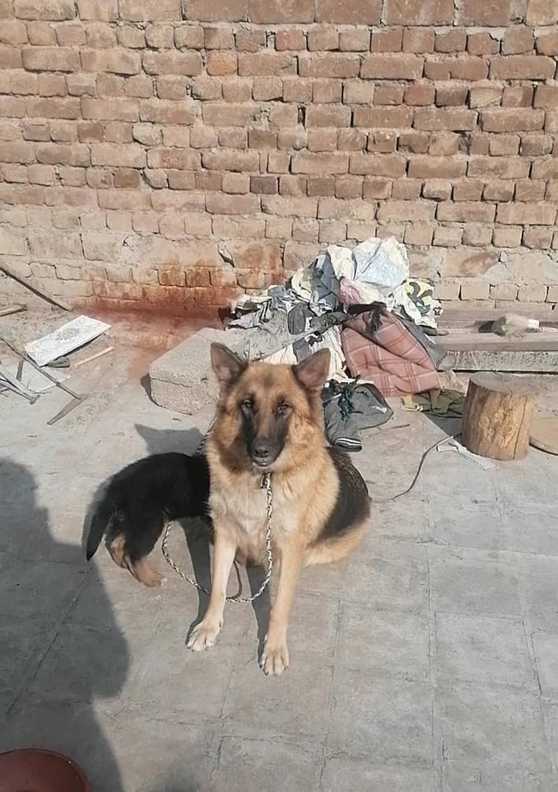 German Shepherd 1