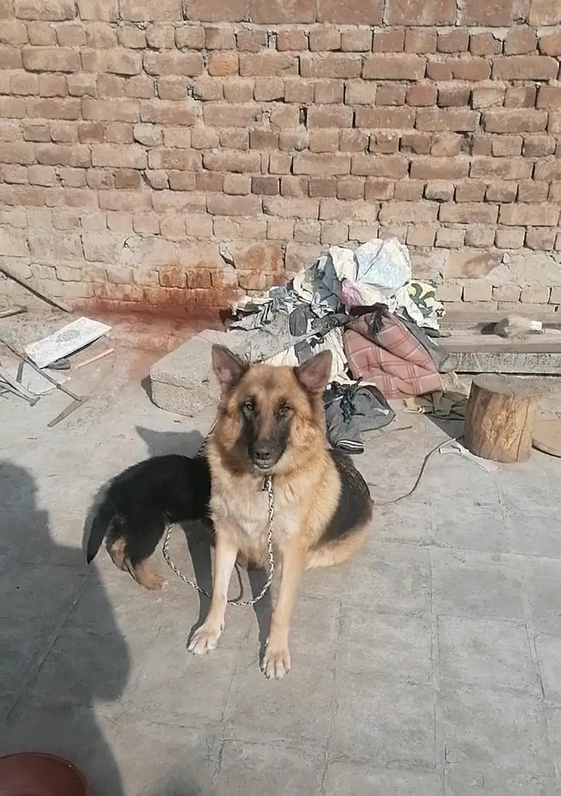 German Shepherd — photo 2