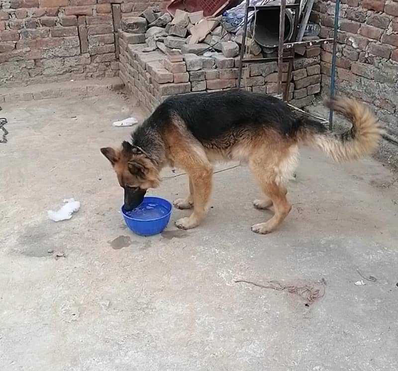 German Shepherd 2