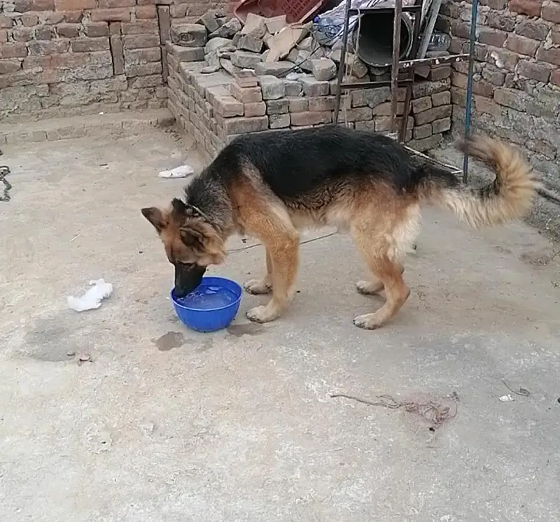 German Shepherd — photo 3
