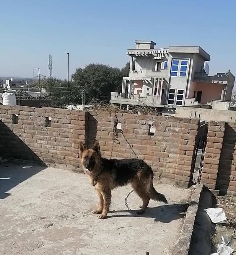 German Shepherd 3