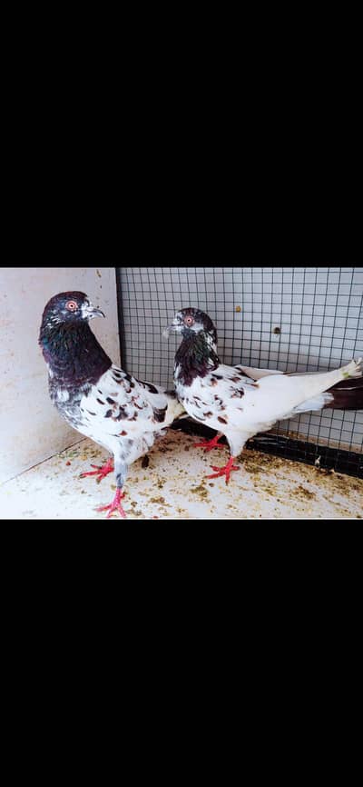 kabli pair for sale.