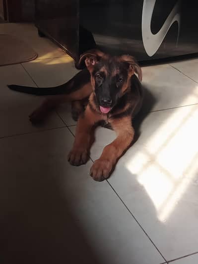 German shepherd work line female original breed
