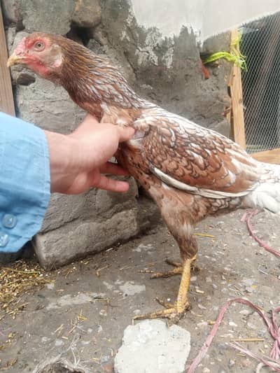 assel chenni good quality churk ha + 2 dasi chuza 4 months ka
