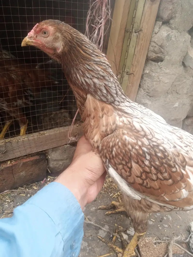 assel chenni good quality churk ha + 2 dasi chuza 4 months ka — photo 2