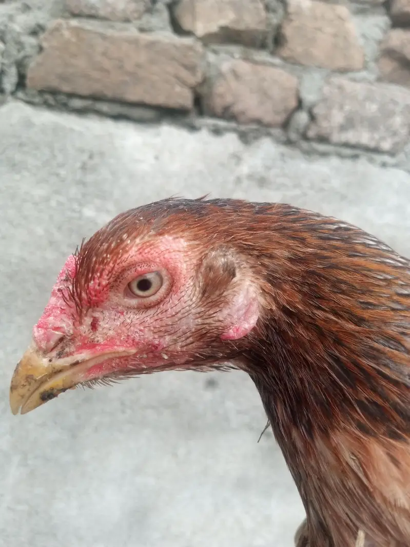 assel chenni good quality churk ha + 2 dasi chuza 4 months ka — photo 3
