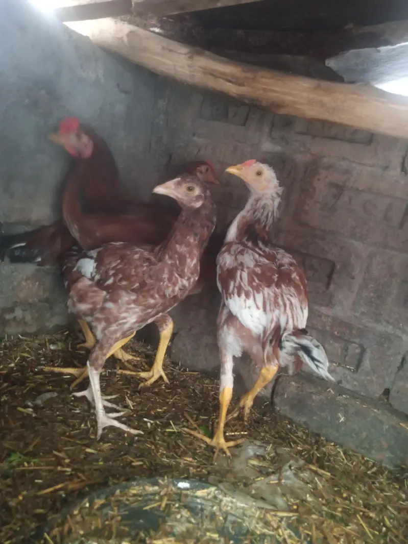 assel chenni good quality churk ha + 2 dasi chuza 4 months ka — photo 4