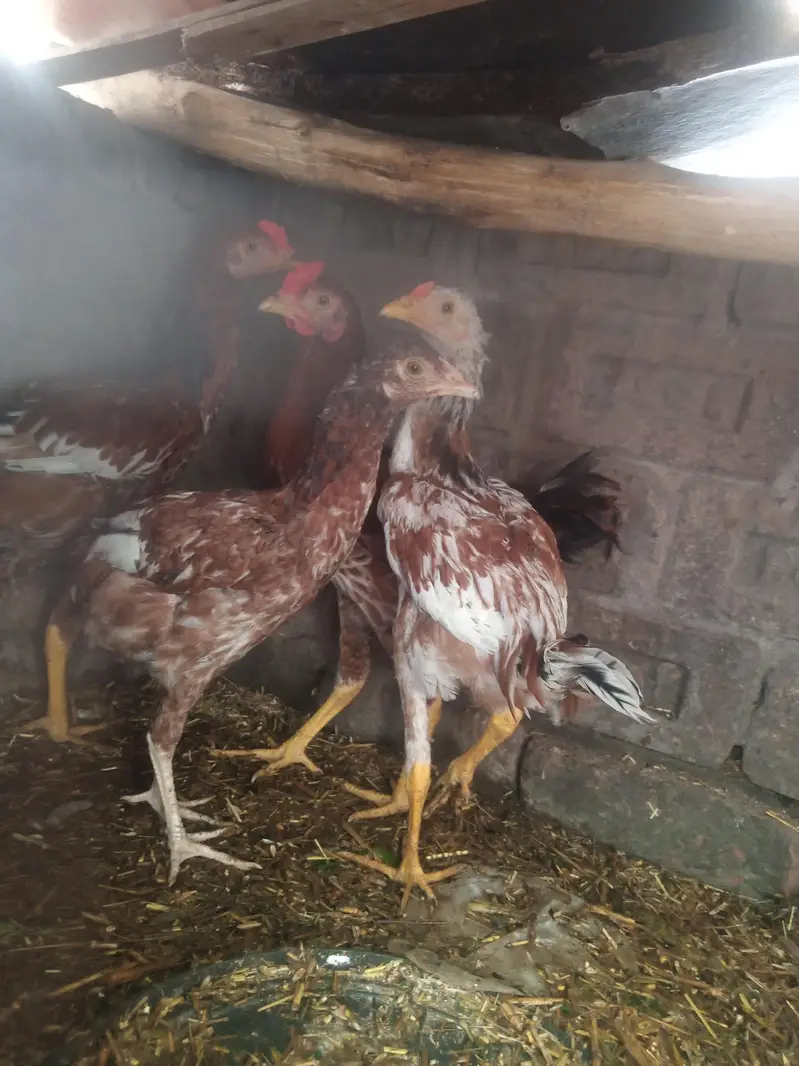 assel chenni good quality churk ha + 2 dasi chuza 4 months ka — photo 5