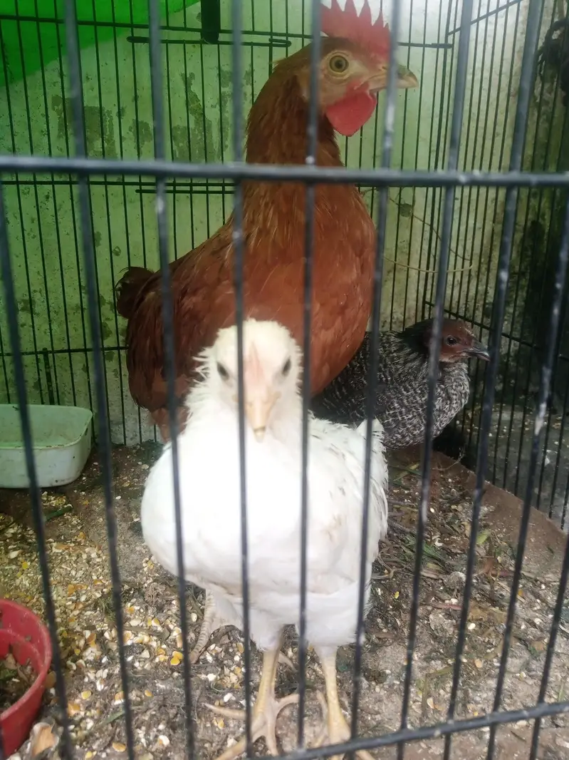 assel chenni good quality churk ha + 2 dasi chuza 4 months ka — photo 6