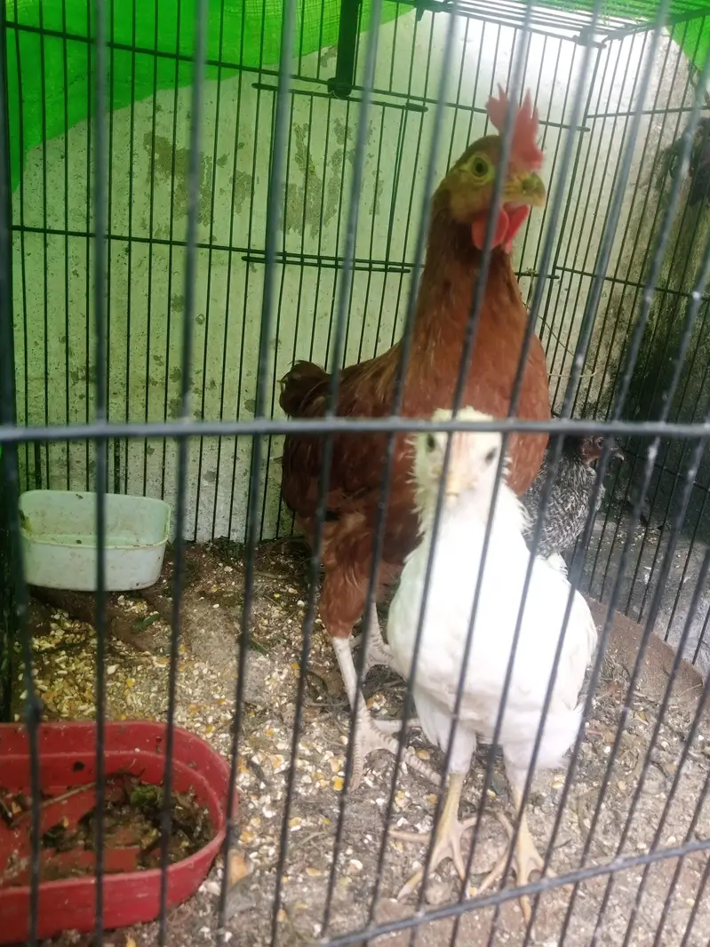 assel chenni good quality churk ha + 2 dasi chuza 4 months ka — photo 7