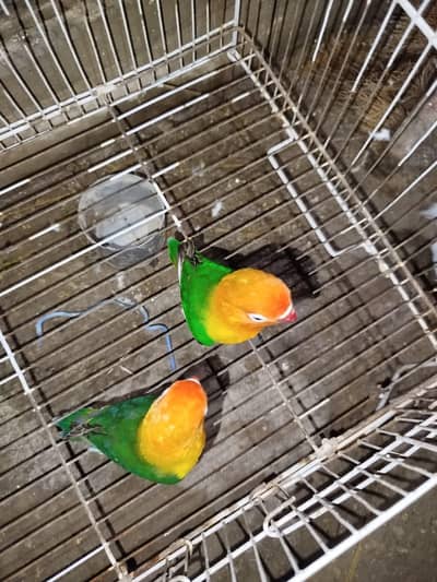 Beautiful Love Birds Available – Lutino, Albino, Blue, Violet & More