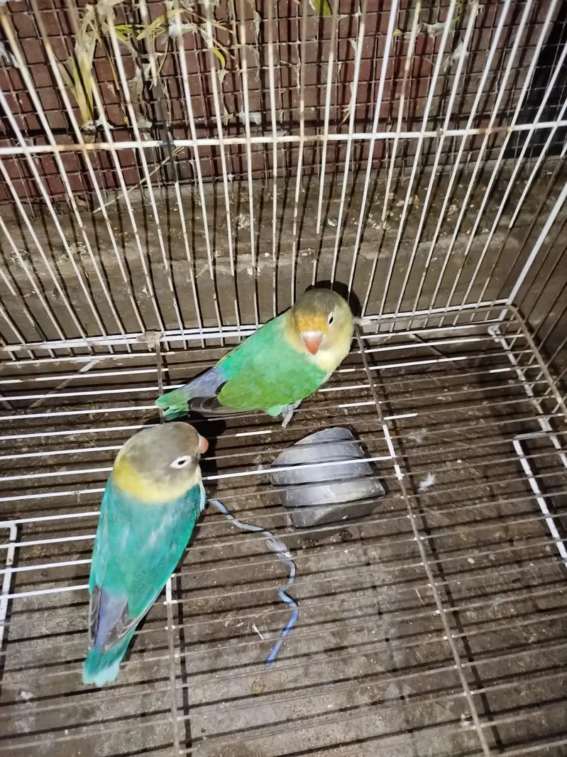 Beautiful Love Birds Available – Lutino, Albino, Blue, Violet & More — photo 2