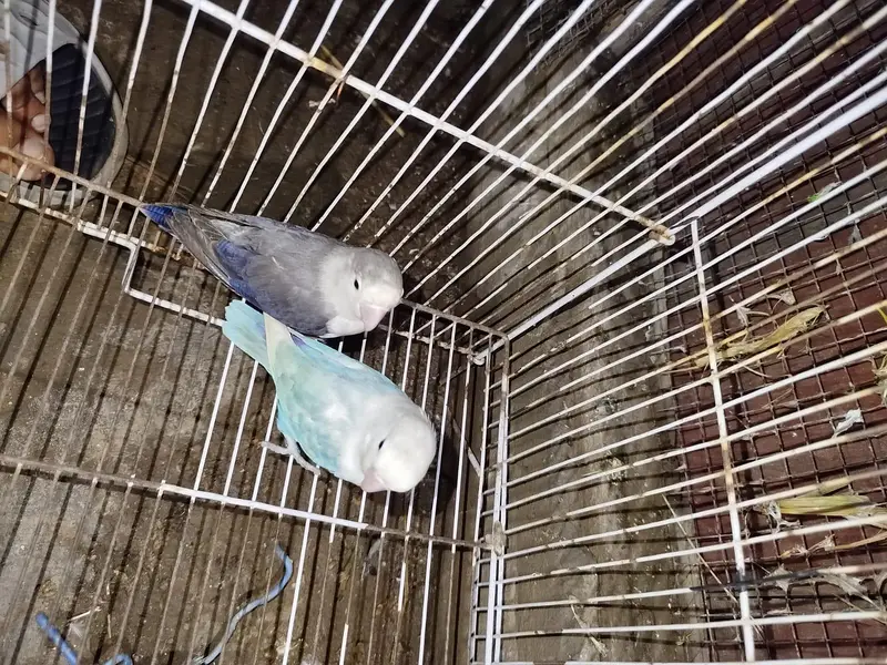 Beautiful Love Birds Available – Lutino, Albino, Blue, Violet & More — photo 3