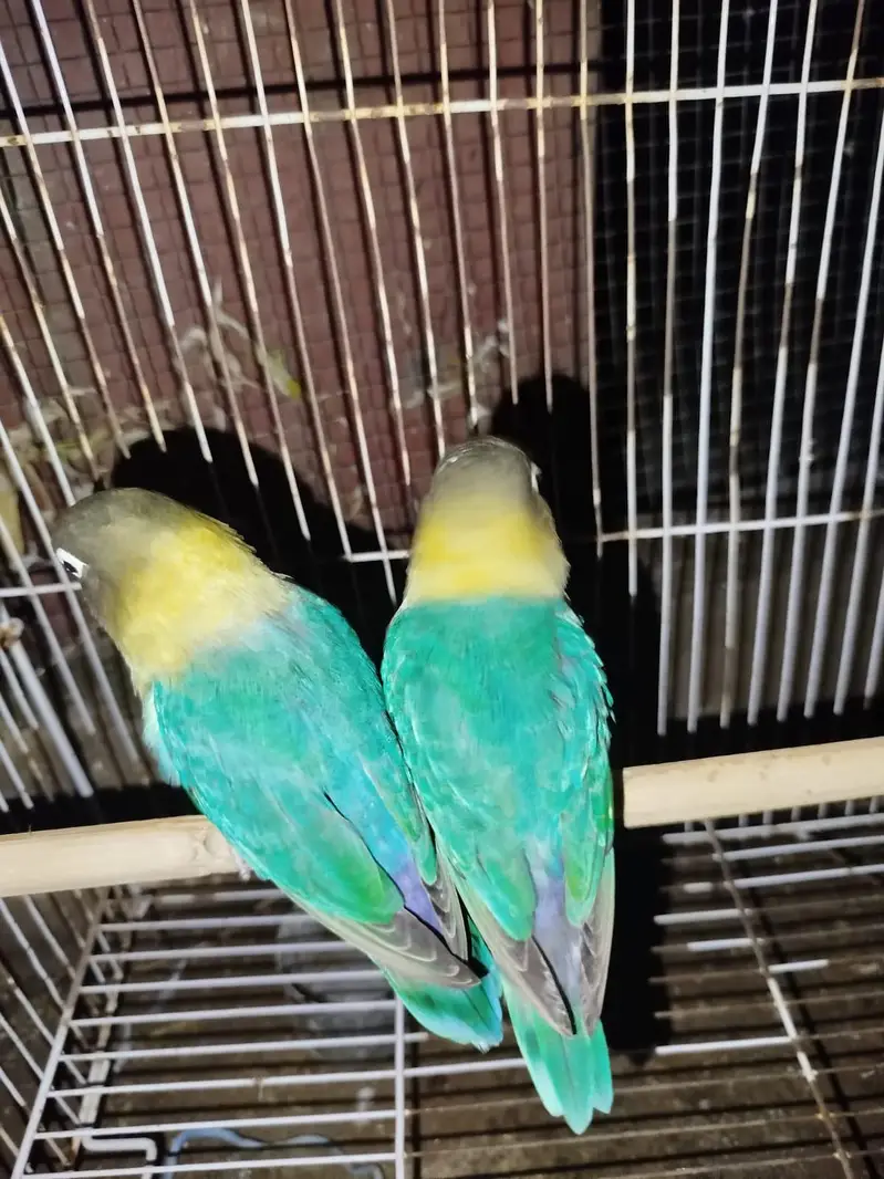 Beautiful Love Birds Available – Lutino, Albino, Blue, Violet & More — photo 4