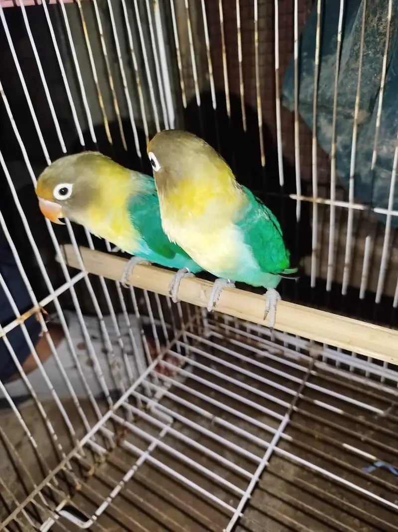 Beautiful Love Birds Available – Lutino, Albino, Blue, Violet & More — photo 5